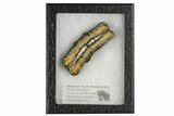 Mammoth Molar Slice With Case - South Carolina #106502-2
